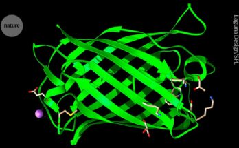 Ex-metacientíficos lanzaron un gigantesco modelo de diseño de proteínas con IA