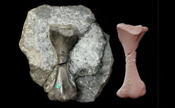 Arrojando luz sobre el primer Saurodesmus robertsoni 'casi mamífero' de Escocia