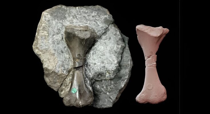 Arrojando luz sobre el primer Saurodesmus robertsoni 'casi mamífero' de Escocia