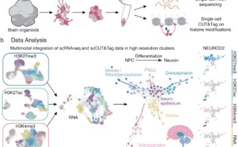 Un estudio identifica "interruptores" epigenéticos que controlan las trayectorias de crecimiento de células individuales