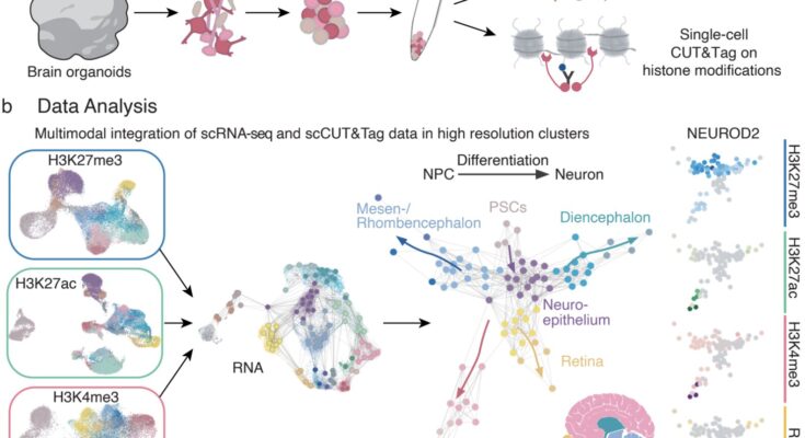 Un estudio identifica "interruptores" epigenéticos que controlan las trayectorias de crecimiento de células individuales