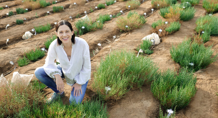 La investigación sobre plantas podría conducir a cultivos a partir de agua de mar