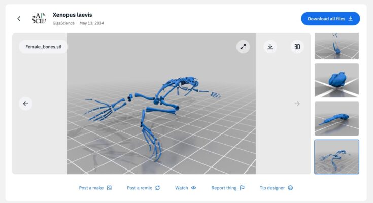 El nuevo atlas anatómico 3D de la rana con garras africana mejora la comprensión de los procesos de desarrollo y adaptación
