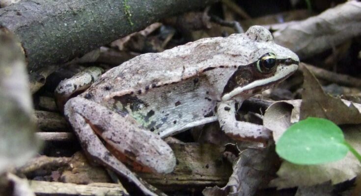 Un estudio muestra que las ranas desarrollan rápidamente su tolerancia a los pesticidas