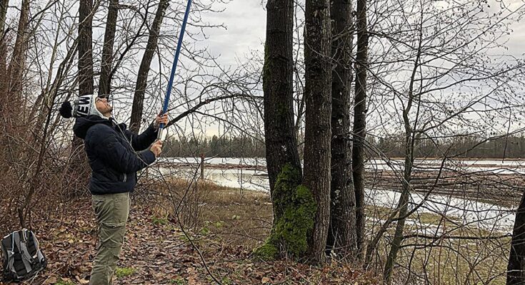 El descubrimiento de linajes híbridos ofrece pistas sobre cómo se están adaptando los árboles al cambio climático