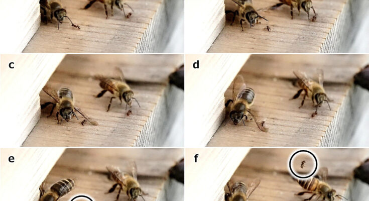 Las abejas japonesas repelen a las hormigas invasoras de nidos golpeándolas con sus alas