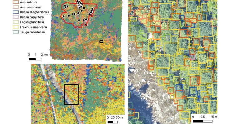 Los científicos utilizan el aprendizaje automático para predecir la diversidad de árboles en los bosques