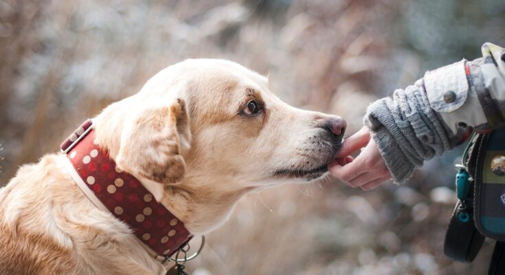 La mutación de E. coli puede causar resistencia a los antimicrobianos en perros y humanos