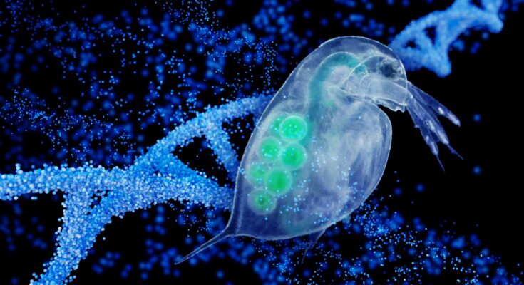 daphnia