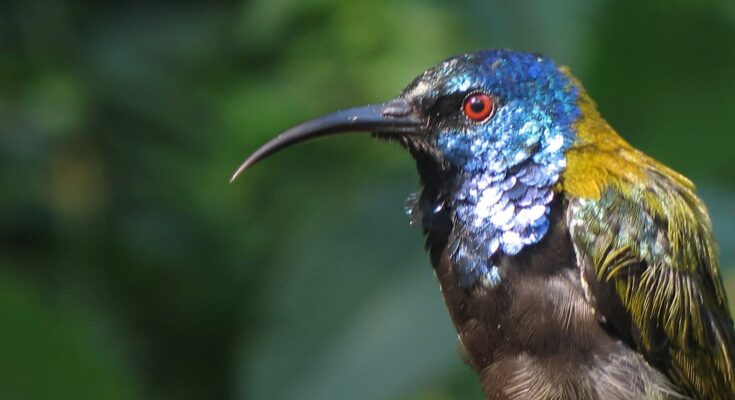 Los científicos descubren por qué hay tantas aves coloridas en los trópicos y cómo estos colores se extienden con el tiempo