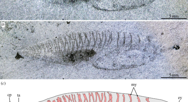 Los científicos han descubierto una nueva especie de cordado