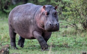 Cuando los hipopótamos 'vuelan': las criaturas gigantes pueden volar, descubren los científicos