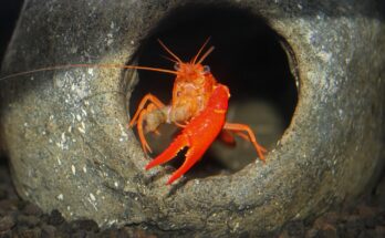 El color brillante no tiene un propósito evolutivo en los cangrejos de río