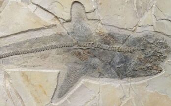 El fósil de un antiguo tiburón que nadaba durante la era de los dinosaurios resuelve un misterio centenario