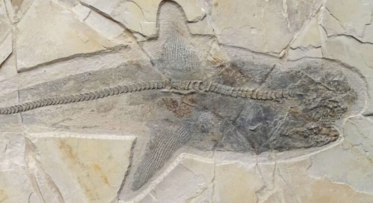 El fósil de un antiguo tiburón que nadaba durante la era de los dinosaurios resuelve un misterio centenario
