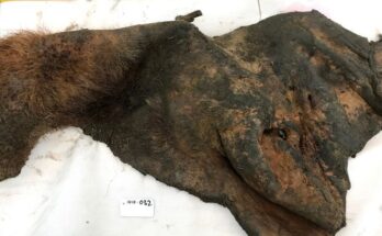 Hallados por primera vez fósiles de cromosomas antiguos en la piel de un mamut lanudo de 52.000 años de antigüedad