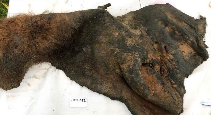 Hallados por primera vez fósiles de cromosomas antiguos en la piel de un mamut lanudo de 52.000 años de antigüedad