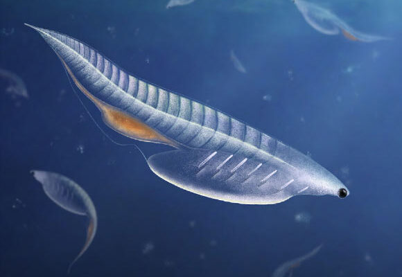 Nuucichthys rhynchocephalus was a pelagic organism with limited swimming abilities. Image credit: Franz Anthony.