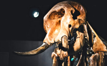Hallan fósiles de cromosomas en "cecina de mamut lanudo liofilizada"