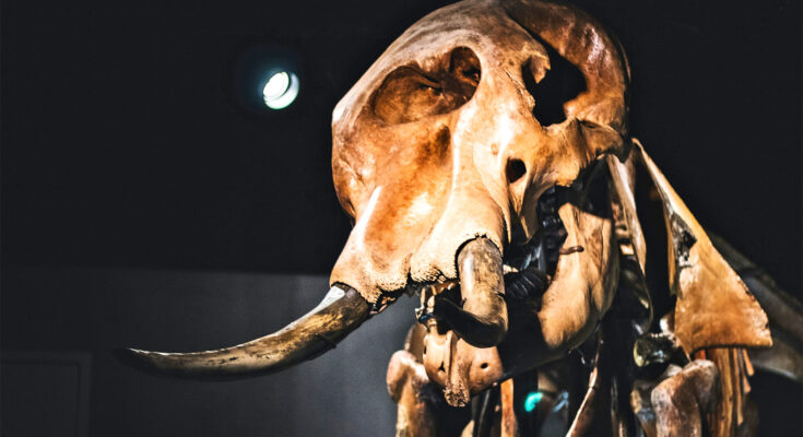 Hallan fósiles de cromosomas en "cecina de mamut lanudo liofilizada"