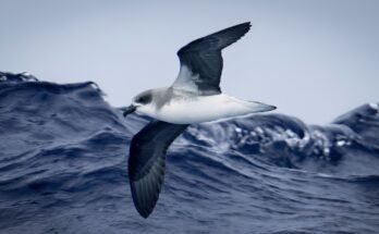 Las aves marinas están aprendiendo a utilizar las tormentas como alimento y transporte