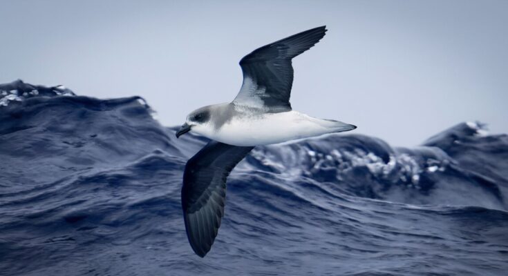 Las aves marinas están aprendiendo a utilizar las tormentas como alimento y transporte