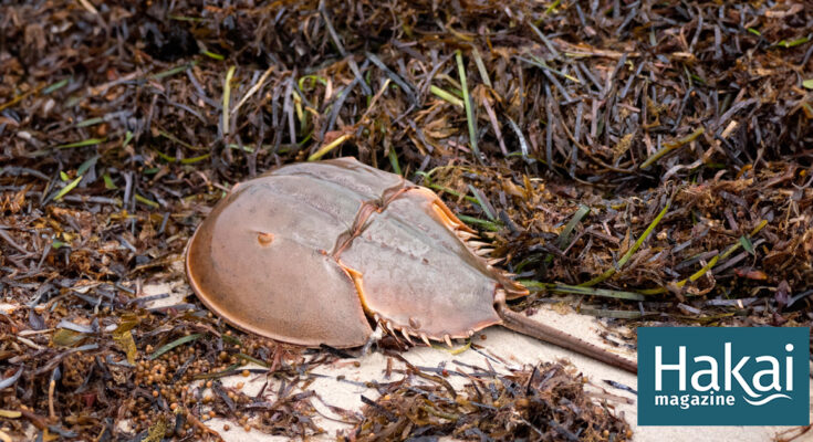 Los cangrejos herradura acechan en el pantano