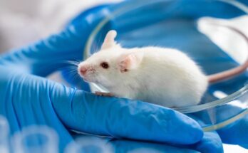 A white mouse is shown crawling out of a petri dish and onto a researchers