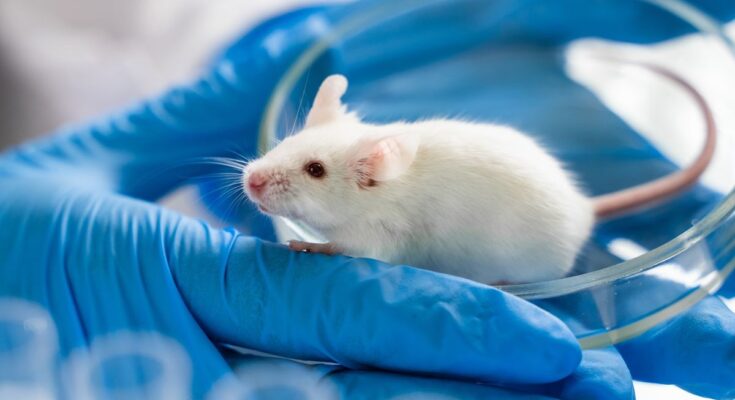 A white mouse is shown crawling out of a petri dish and onto a researchers