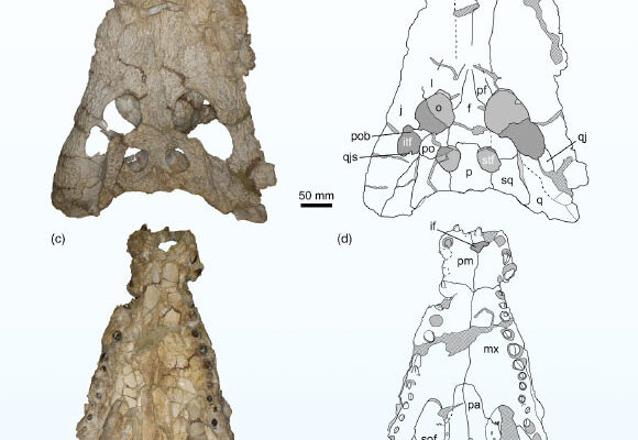 Skull of Asiatosuchus oenotriensis, holotype, from the Middle Eocene site of Casaseca de Campeán, Spain. Image credit: Narváez et al., doi: 10.1002/ar.25422.