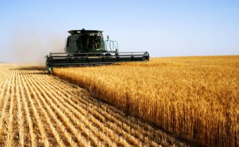 Pistas de 100 años ayudan a producir trigo súper resistente