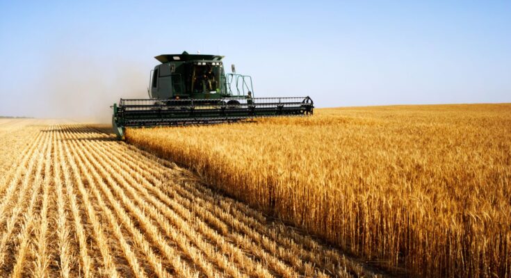 Pistas de 100 años ayudan a producir trigo súper resistente