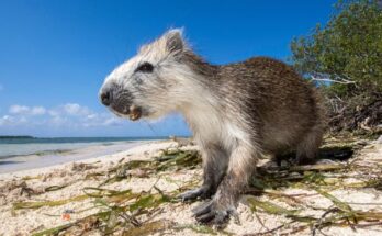 La jutía de Desmarest (Capromys pilorides), un roedor gigante, de pie en una playa de Cuba