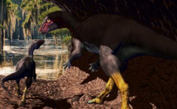 Un fósil de 99 millones de años revela una nueva especie de dinosaurio del tamaño de un perro grande