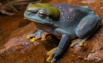 Una rara mutación genética vuelve azul a una rana verde