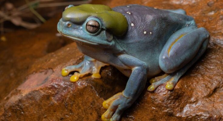 Una rara mutación genética vuelve azul a una rana verde