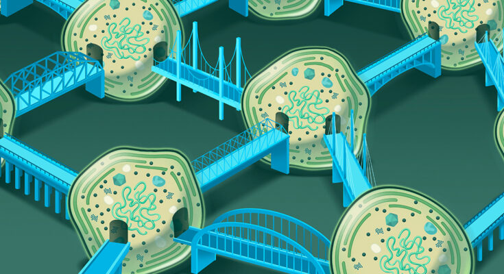 El océano está lleno de redes bacterianas interconectadas