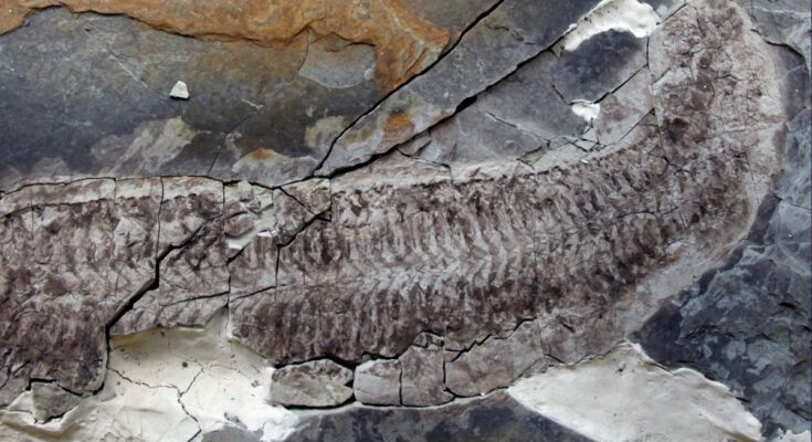 The fossil Keurbos susanae - or Sue - in the rock.