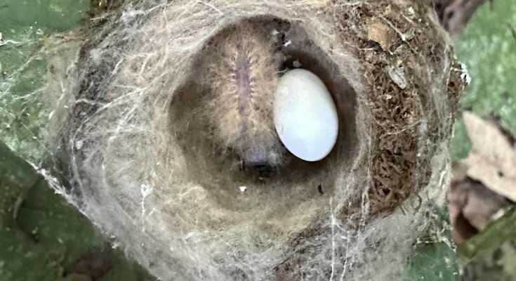 Los pollitos de colibrí notaron para evitar comer, fingiendo ser orugas por primera vez