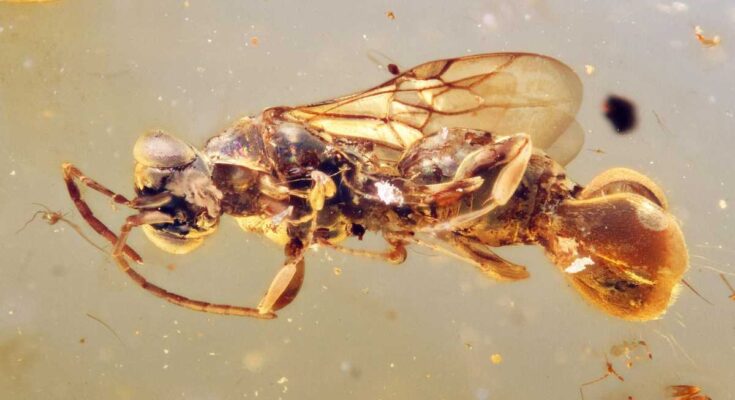La avispa se conserva en 'Imagination Beyond' en Amber, que tiene 99 millones de años