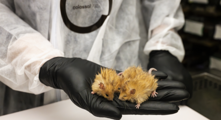 The Wooly Mouse: Mammoth ADN es una nueva y esponjosa variedades creadas por ADN