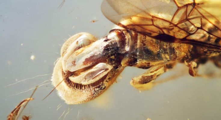 99 Million Year Old Amber Reveals Wasp With Venus Flytrap Rear End