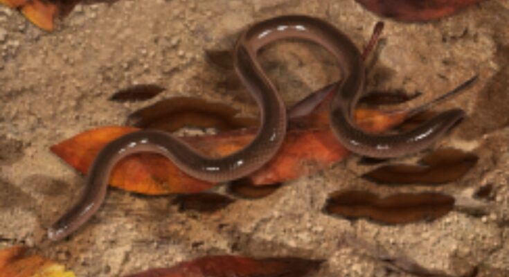 La capacidad de reparación de ADN de la serpiente de flores proporciona ideas de condiciones genéticas humanas como el síndrome de Down