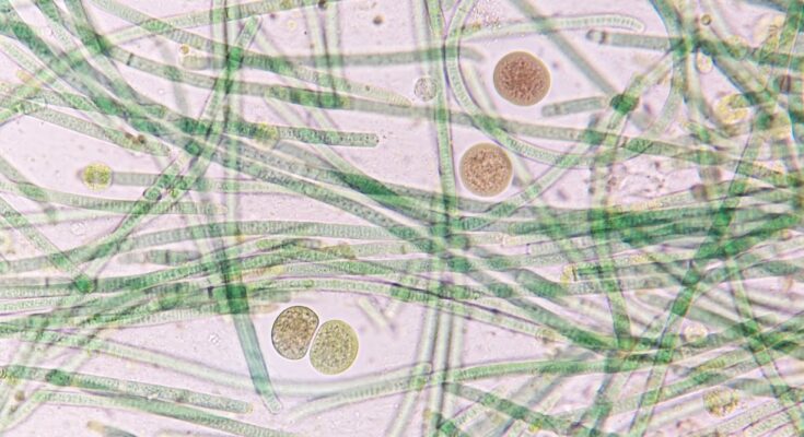 Cómo usamos la IA para encontrar la evolución de la bacteria en la tierra