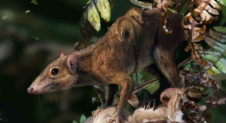 An artist's rendition of Dryolestes, an extinct mammal from the Late Jurassic.