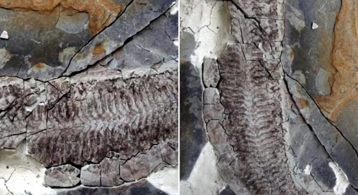 El científico inventó la vieja 'sin piernas, maravilla sin cabeza' que los dinosaurios científicos