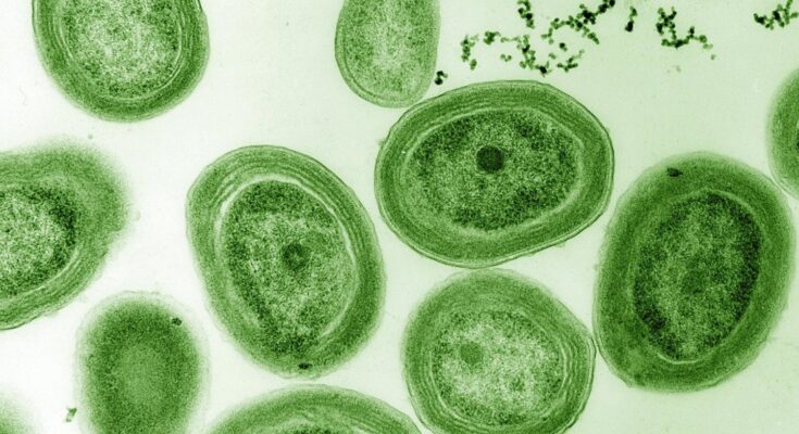 Prochlorococcus marinus, a cyanobacterium.