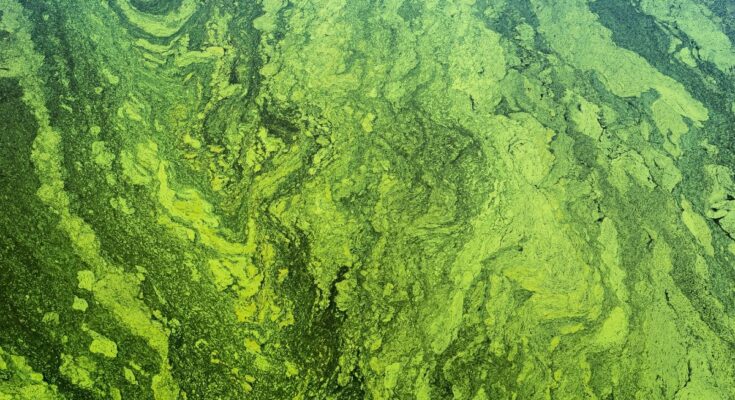 Scientists Bring 7,000 Year Old Algae Back To Life From Deep Baltic Sea Sediments