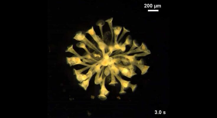 Propuesta de dinámica líquida y organismo unicelular gigante