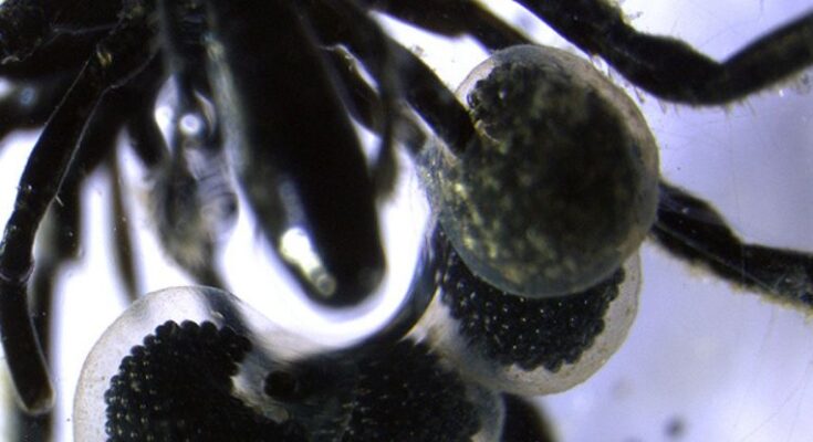 New Invention de Deep Sea 'Spiders' es diferente de lo que hemos visto antes: Signsialart
